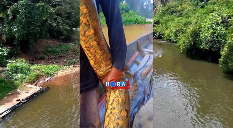 VEJA O VÍDEO: Gigante cobra sucuri é morta em Rio e homens são presos após divulgação nas redes sociais