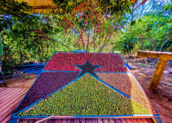 Rondônia certifica agropecuária atestando qualidade sanitária e é destaque no Brasil no controle de pragas e doenças