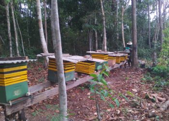 Apicultura e Meliponicultura fortalecem a agricultura familiar em Porto Velho