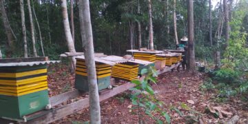 Apicultura e Meliponicultura fortalecem a agricultura familiar em Porto Velho