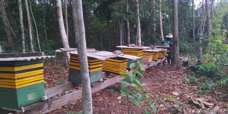 Apicultura e Meliponicultura fortalecem a agricultura familiar em Porto Velho