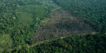 Governo de RO assume papel estratégico no enfrentamento do desmatamento da Amazônia Legal