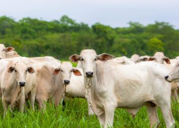 Porto Velho se consolida como potência na pecuária