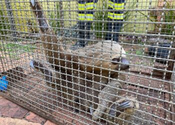 Bombeiros soltam animais silvestres no Parque Natural de Porto Velho