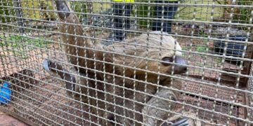 Bombeiros soltam animais silvestres no Parque Natural de Porto Velho