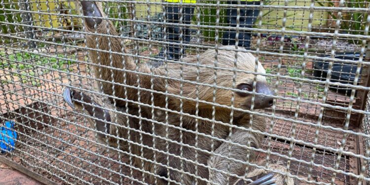 Bombeiros soltam animais silvestres no Parque Natural de Porto Velho