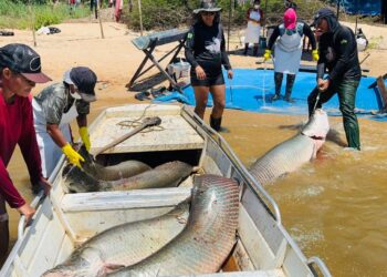 Governo de RO fortalece ações de manejo do pirarucu e garante renda para comunidades tradicionais na Resex Rio Cautário