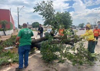 Prefeitura atua com rapidez na remoção de árvores caídas após fortes chuvas e ventos em Porto Velho