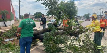 Prefeitura atua com rapidez na remoção de árvores caídas após fortes chuvas e ventos em Porto Velho