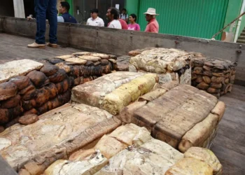 Extrativismo sustentável é impulsionado pelo governo de RO com comercialização de borracha em Unidades de Conservação