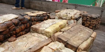 Extrativismo sustentável é impulsionado pelo governo de RO com comercialização de borracha em Unidades de Conservação